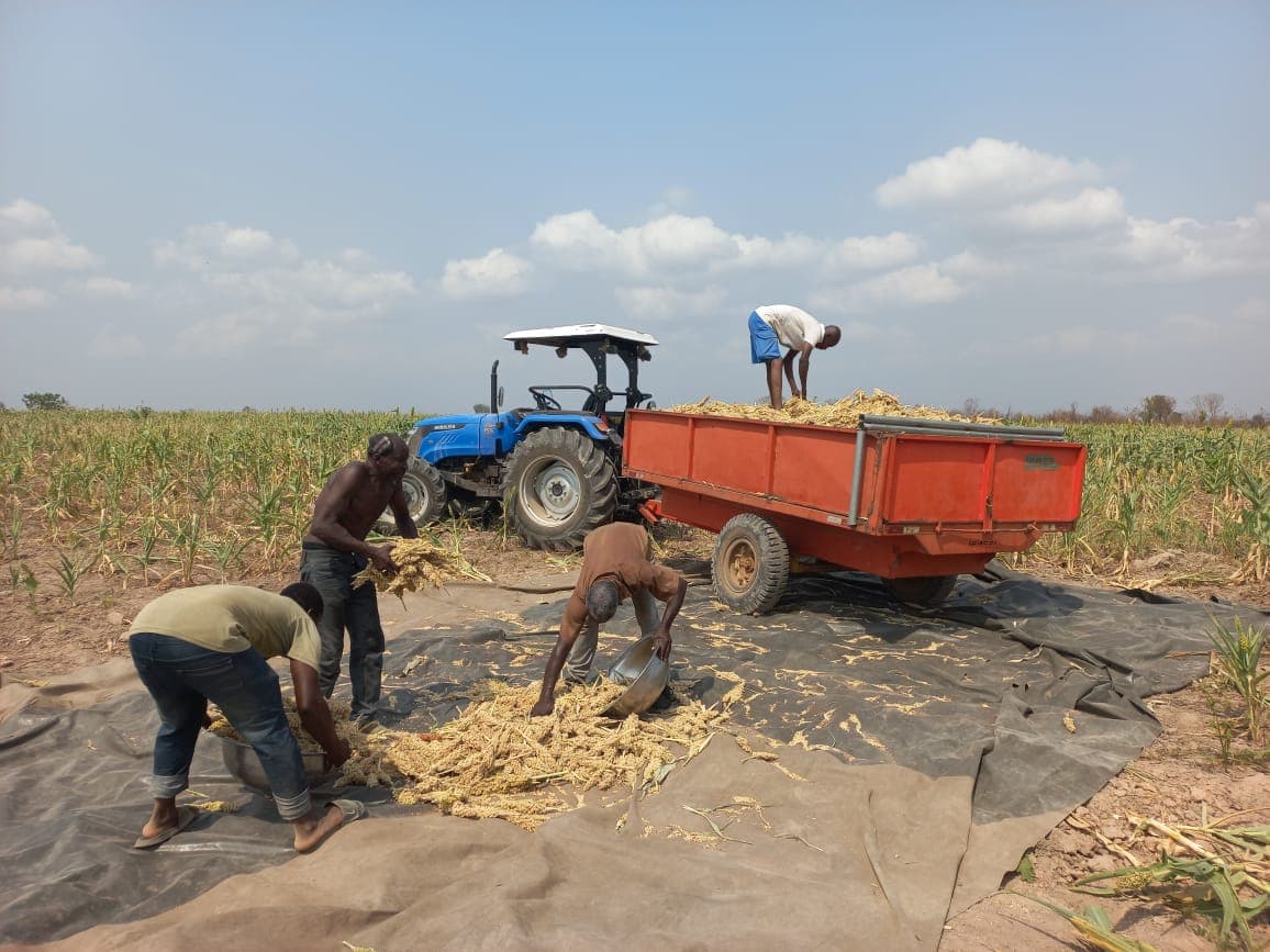 Workers loading maize cobs onto the outgrower trailer