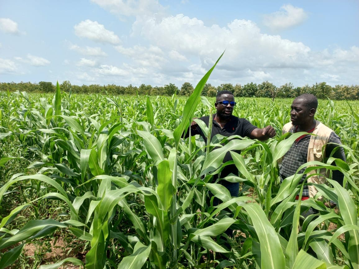Staff reviewing crop progress during a field inspection