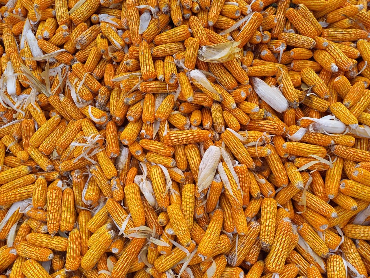 Maize