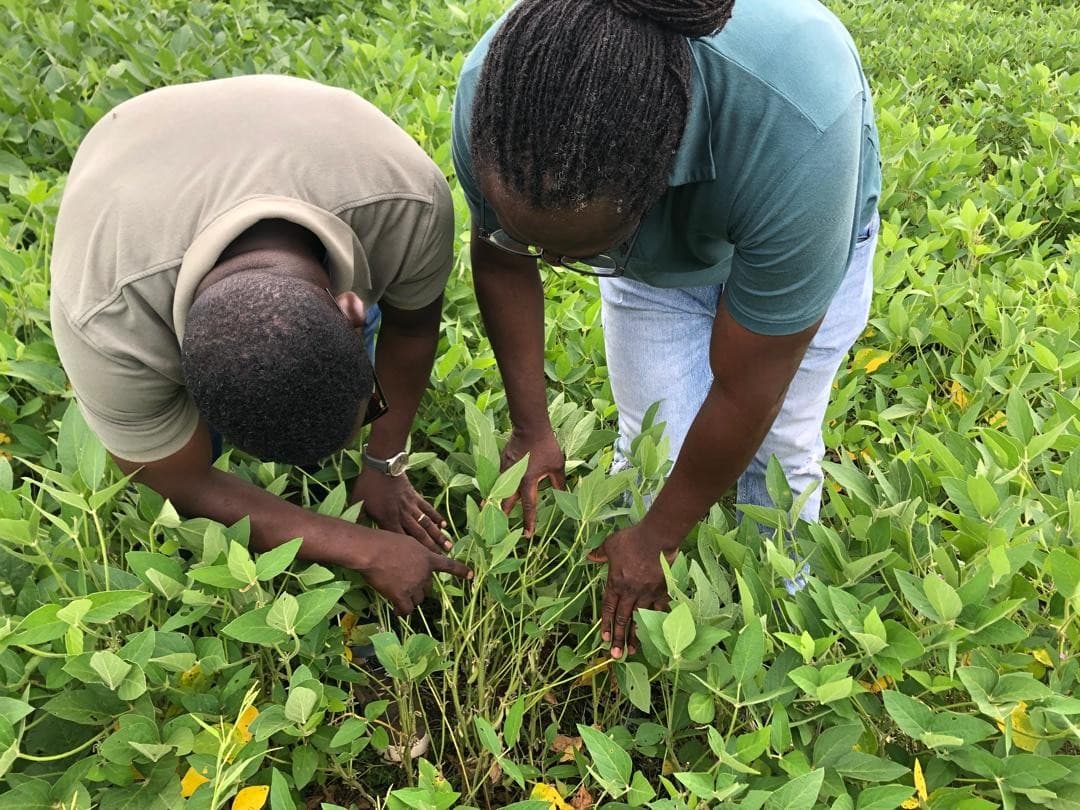 Assessing soybean canopy density and pod load