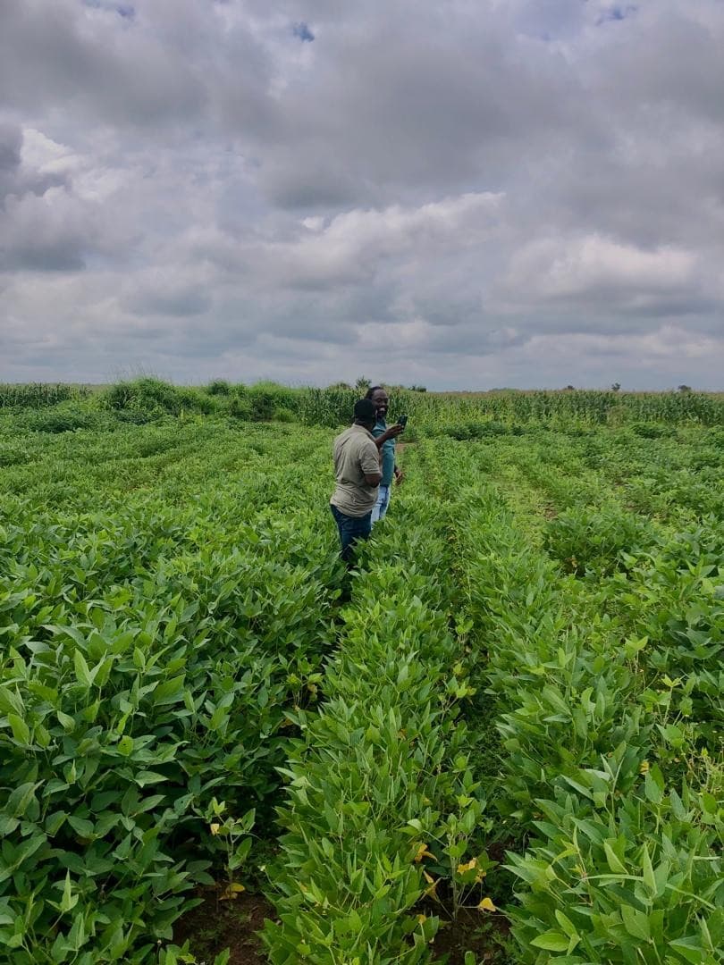Walking between established soybean rows
