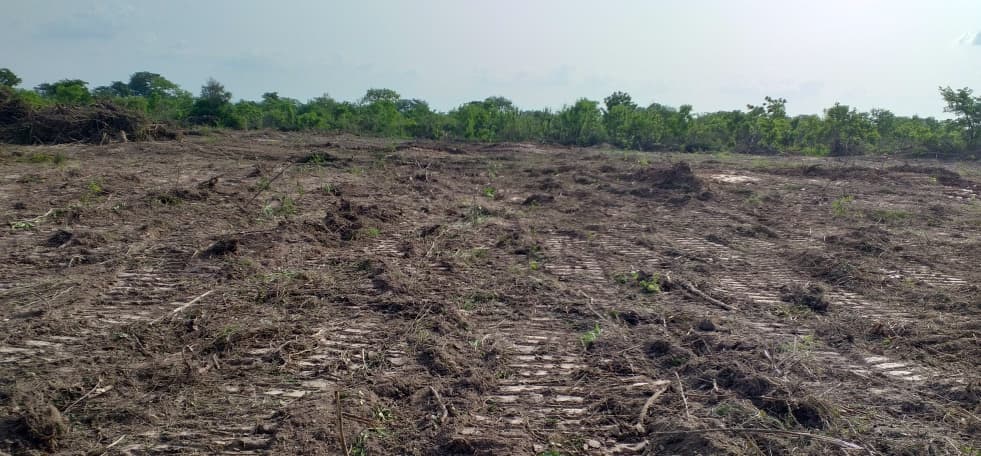Cleared land ready for the next planting season