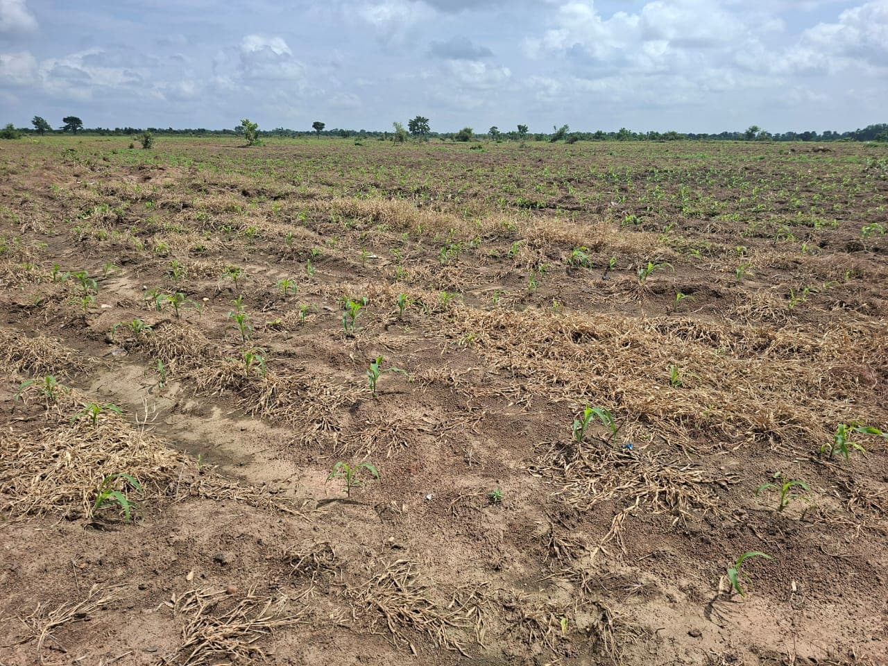 Young maize emerging through crop residue