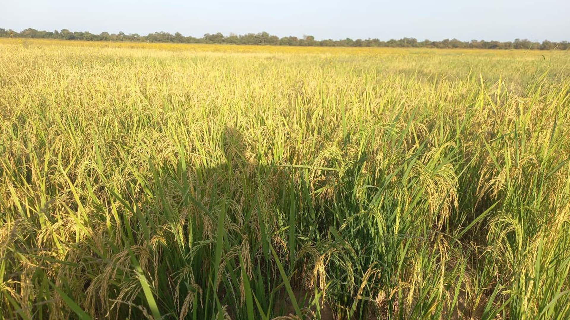A wide stand of rice ripening in golden light