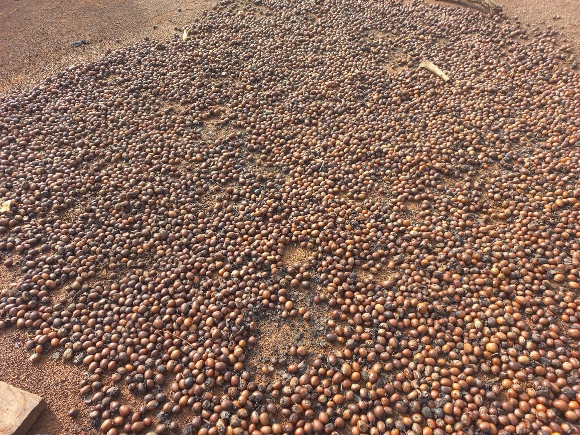 Shea Nut