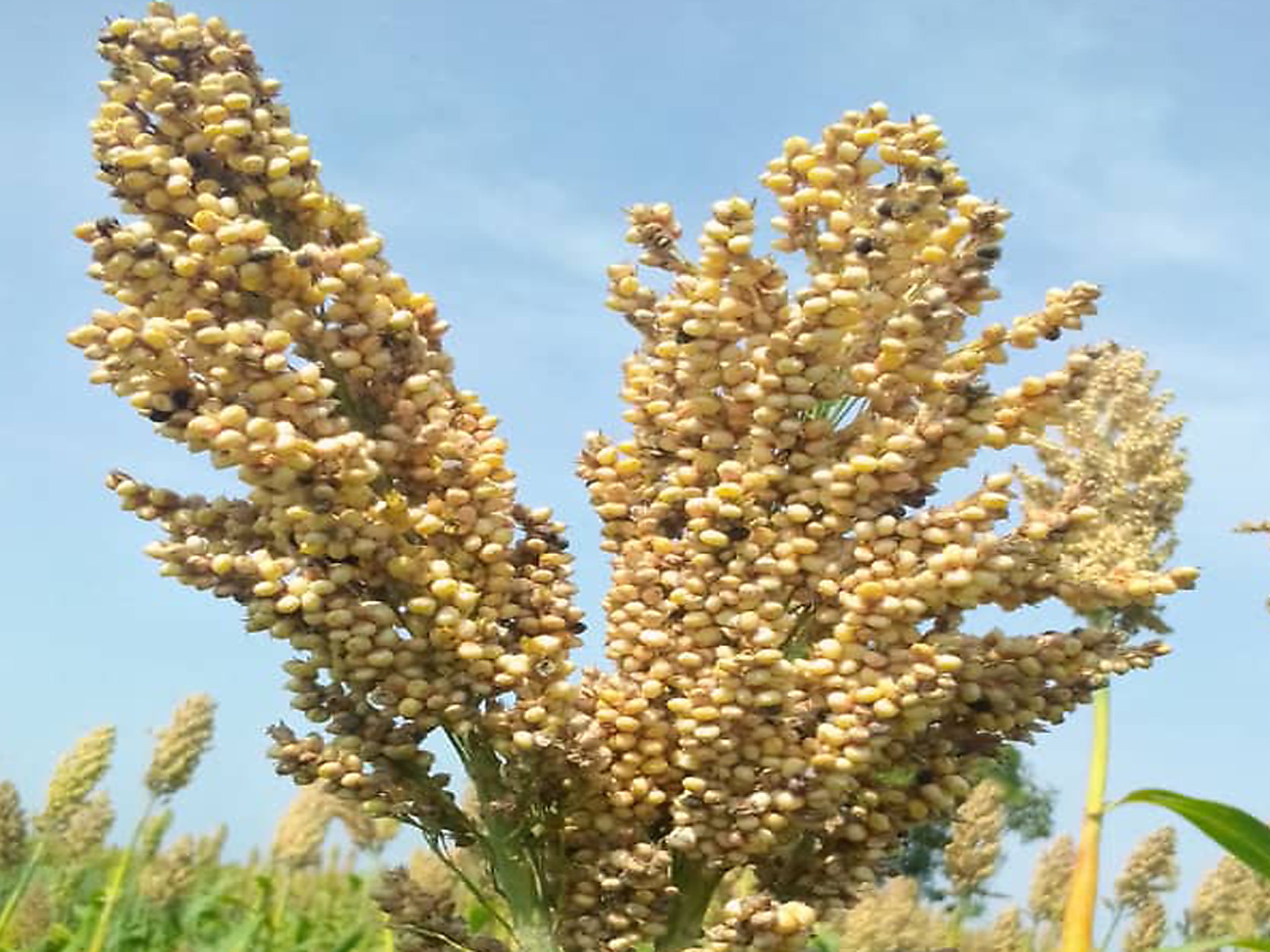Sorghum