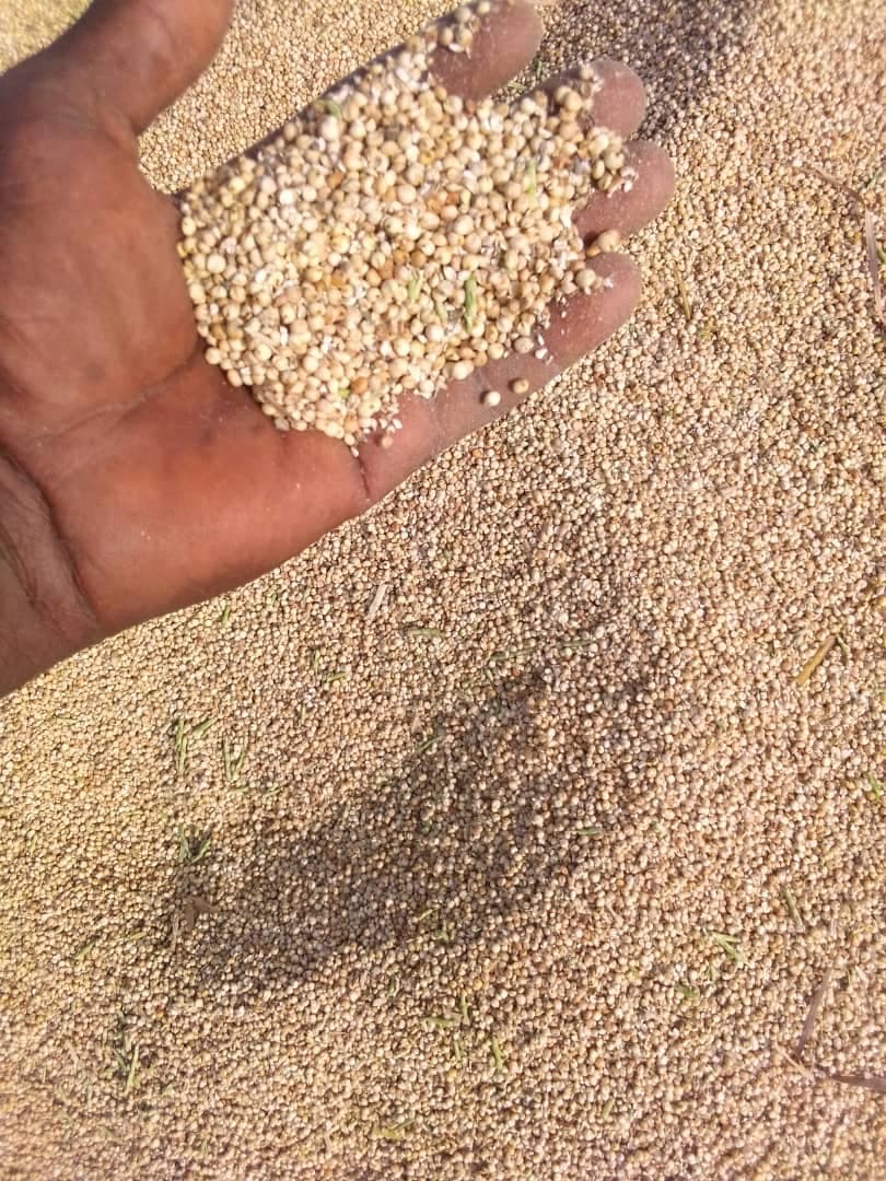 Close-up of quality sorghum grain