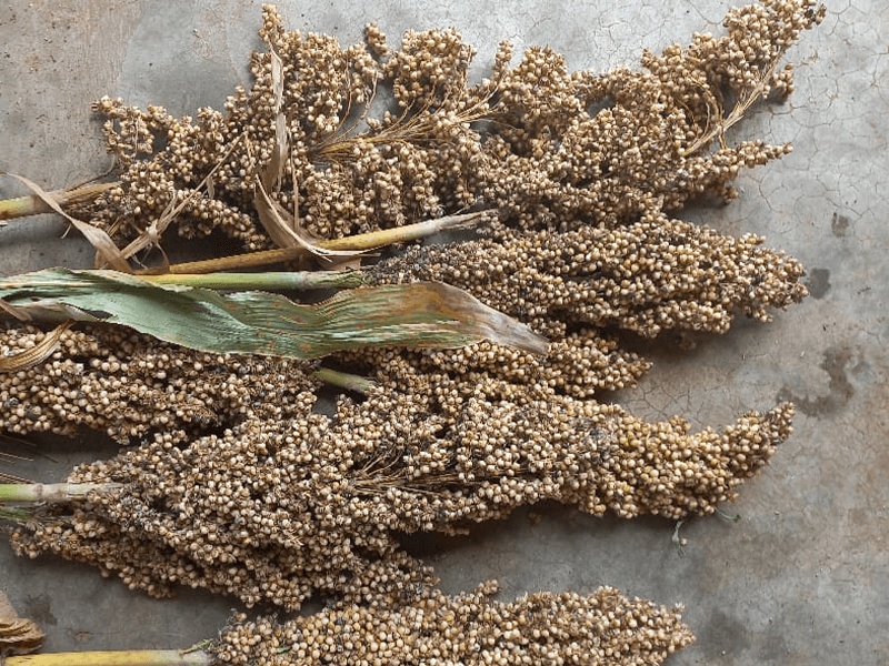 Harvested sorghum drying on a tarp