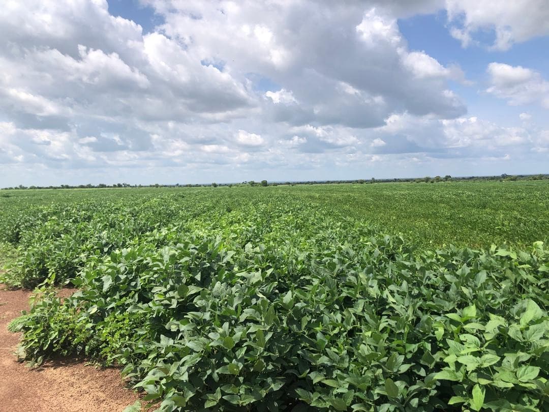 Wide landscape view of commercial soybean cultivation