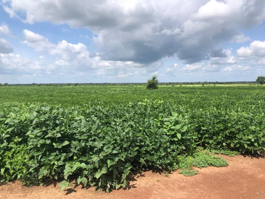 Expansive soybean field under cultivation in Northern Ghana