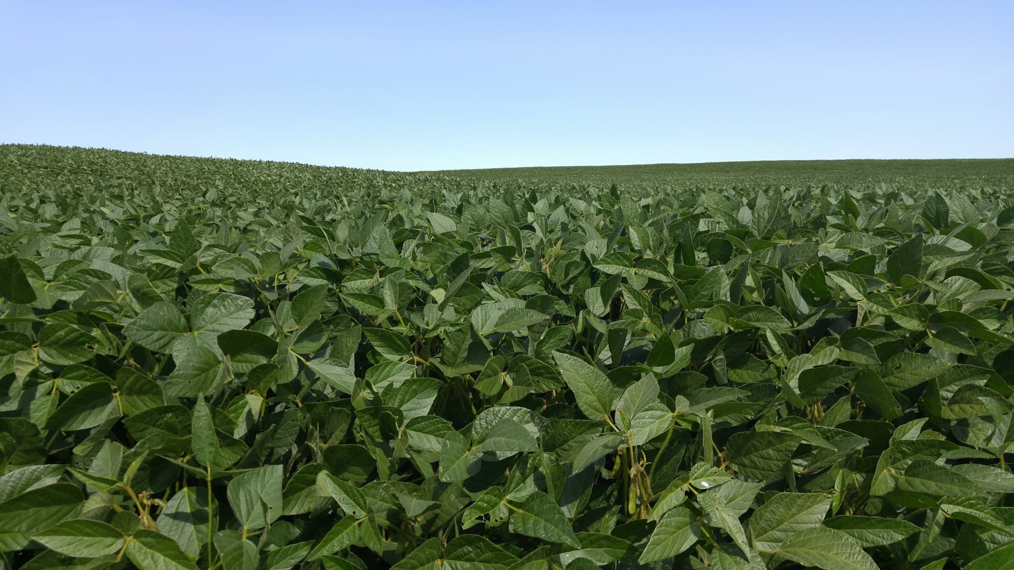 Soybean