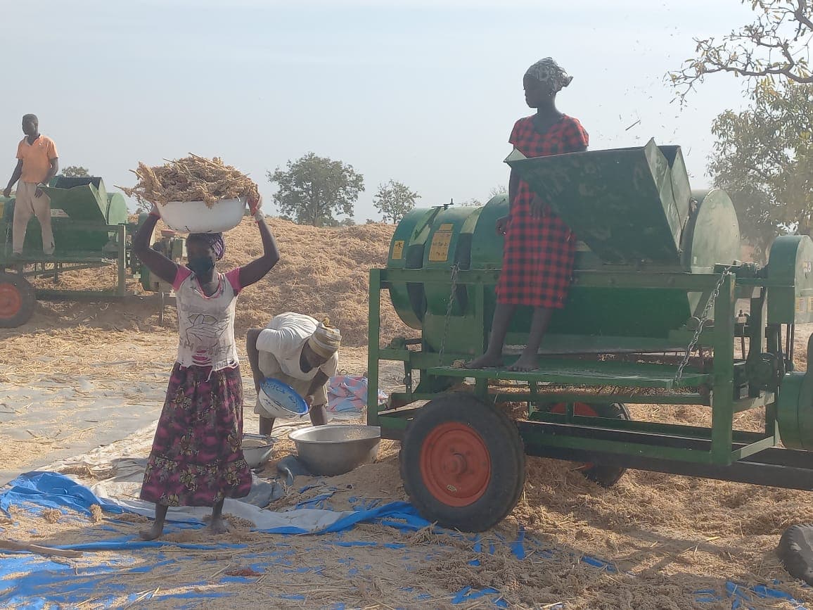 Mechanised threshing, with the team sorting grain
