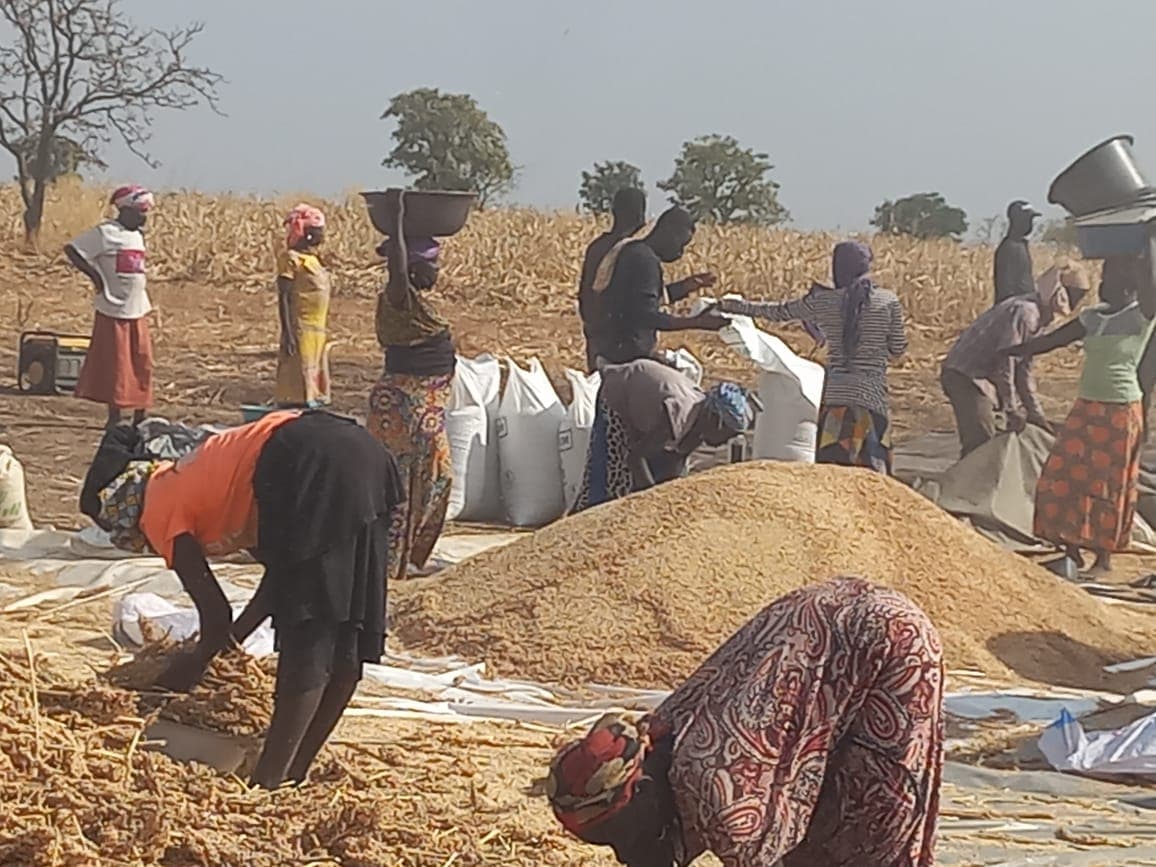 Winnowing and sorting threshed grain by hand